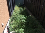 仙台市青葉区　草刈